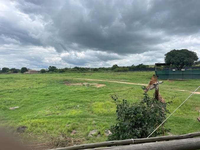 Hartmann's Mountain Zebra, Southern Giraffe and Impala Exhibit (Equus zebra, Giraffa giraffa, Aepyceros melampus)