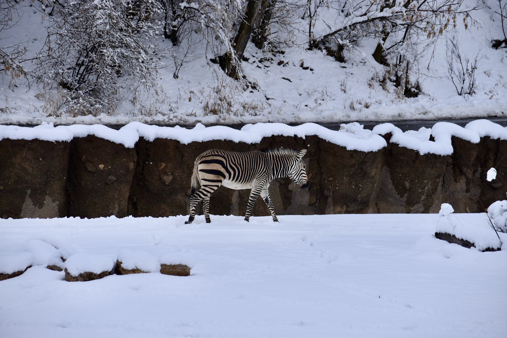 Hartmann's Mountain Zebra - The Grasslands - African Savanna