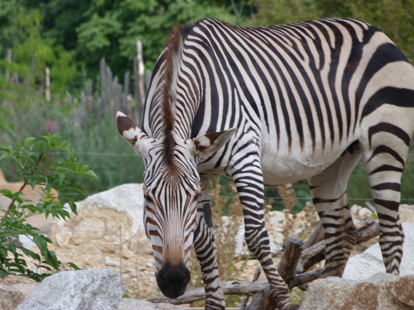 Hartmann's mountain zebra -Tierpark Berlin (2024)