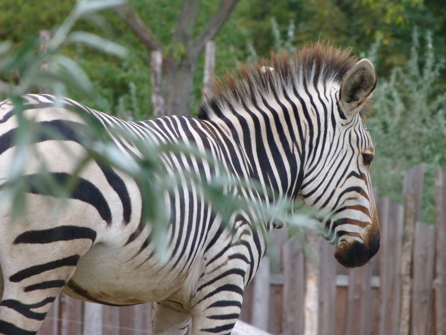 Hartmann's mountain zebra -Tierpark Berlin (2024)