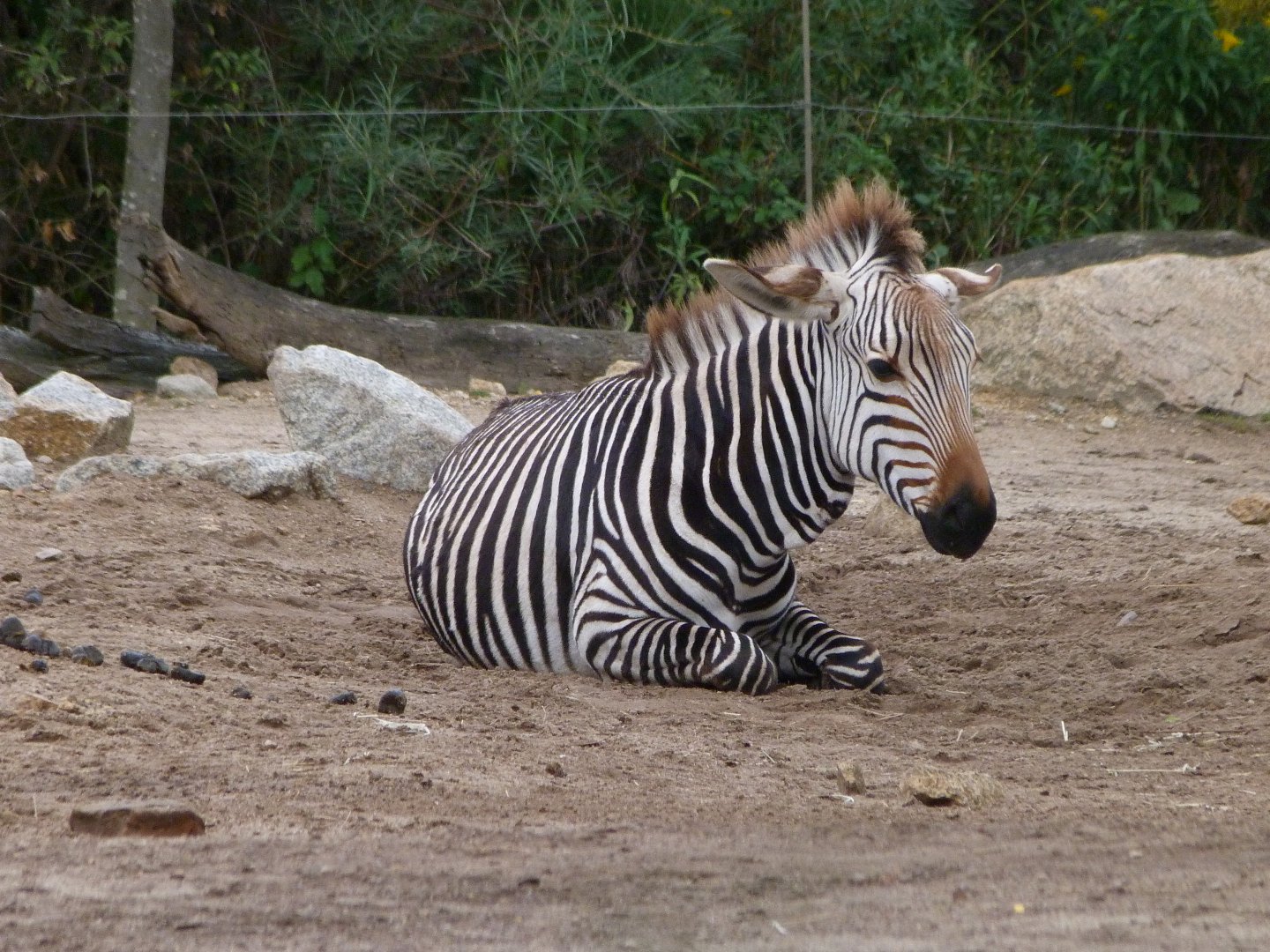 Hartmann's mountain zebra -Tierpark Berlin (2024)