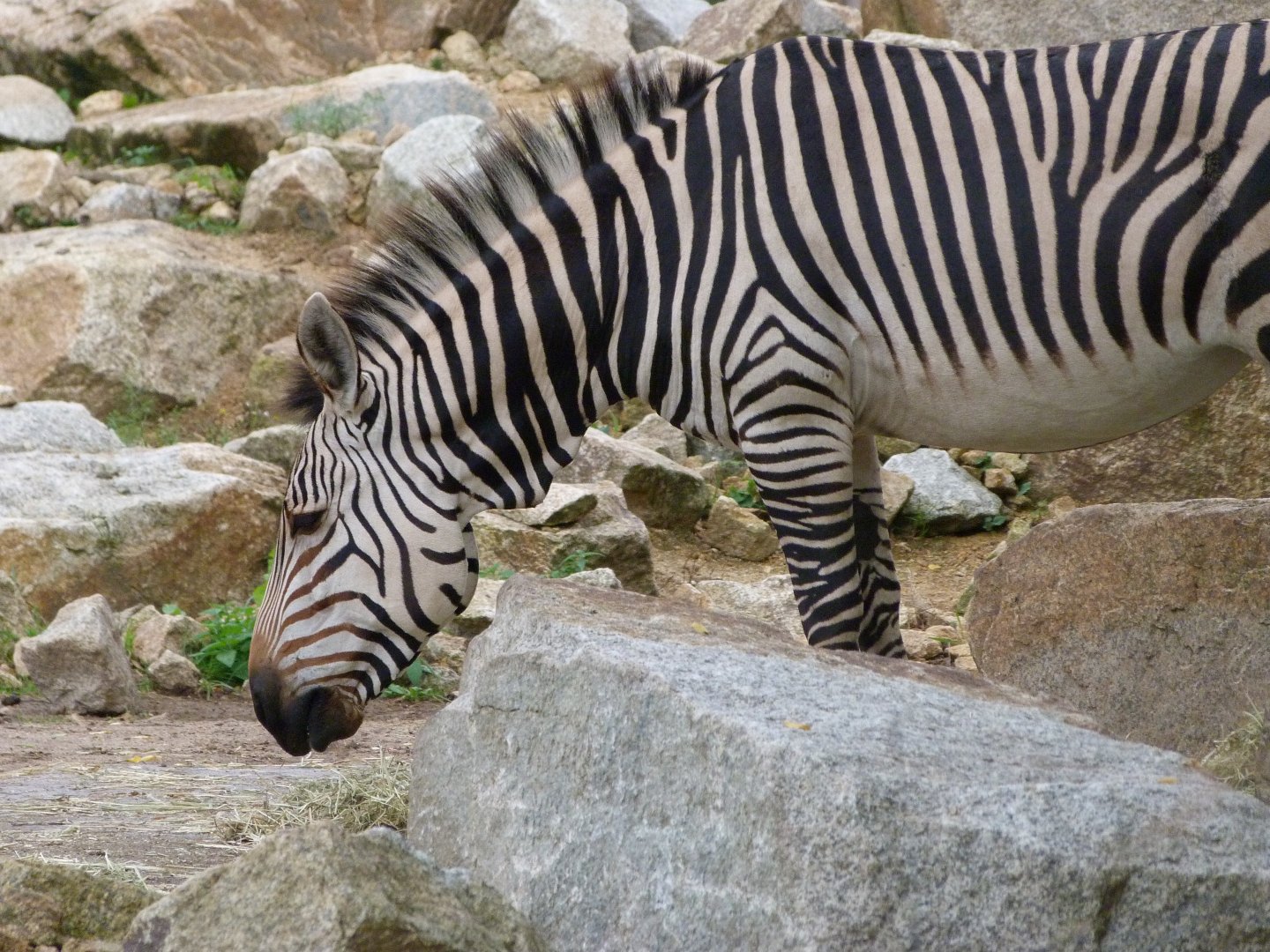Hartmann's mountain zebra -Tierpark Berlin (2024)