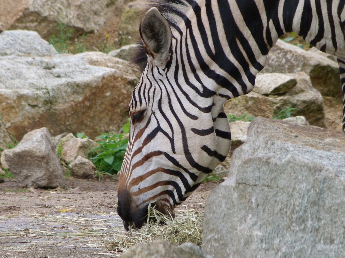 Hartmann's mountain zebra -Tierpark Berlin (2024)