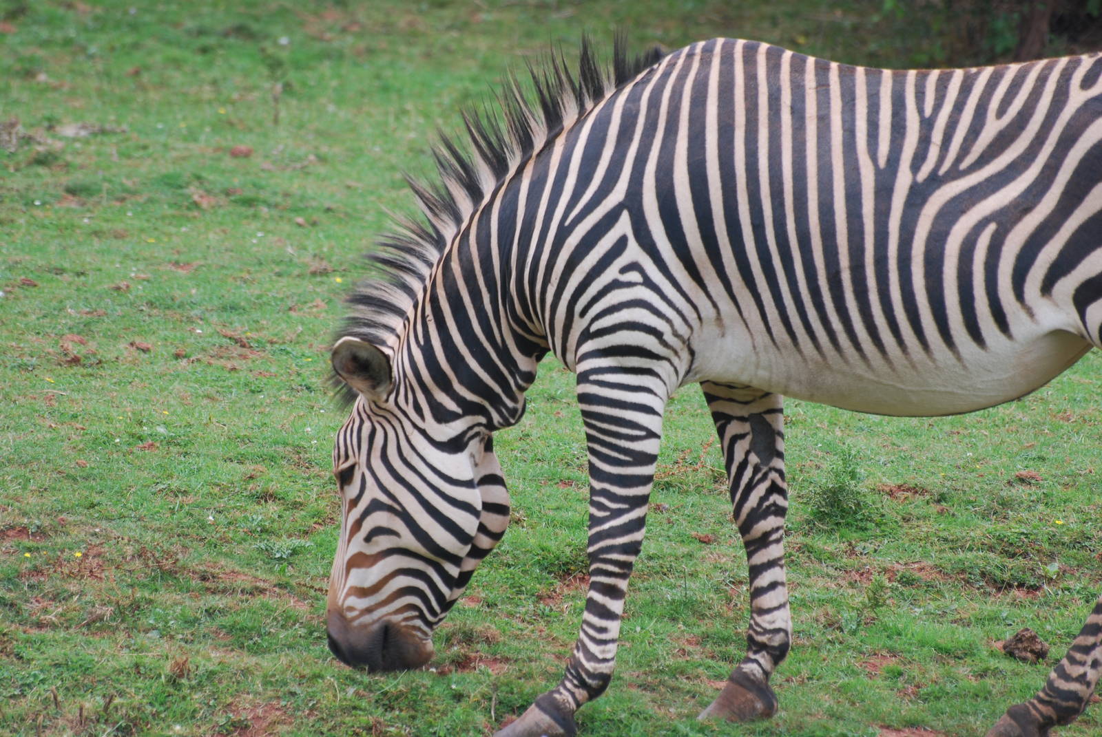 Hartmann's mountain zebra