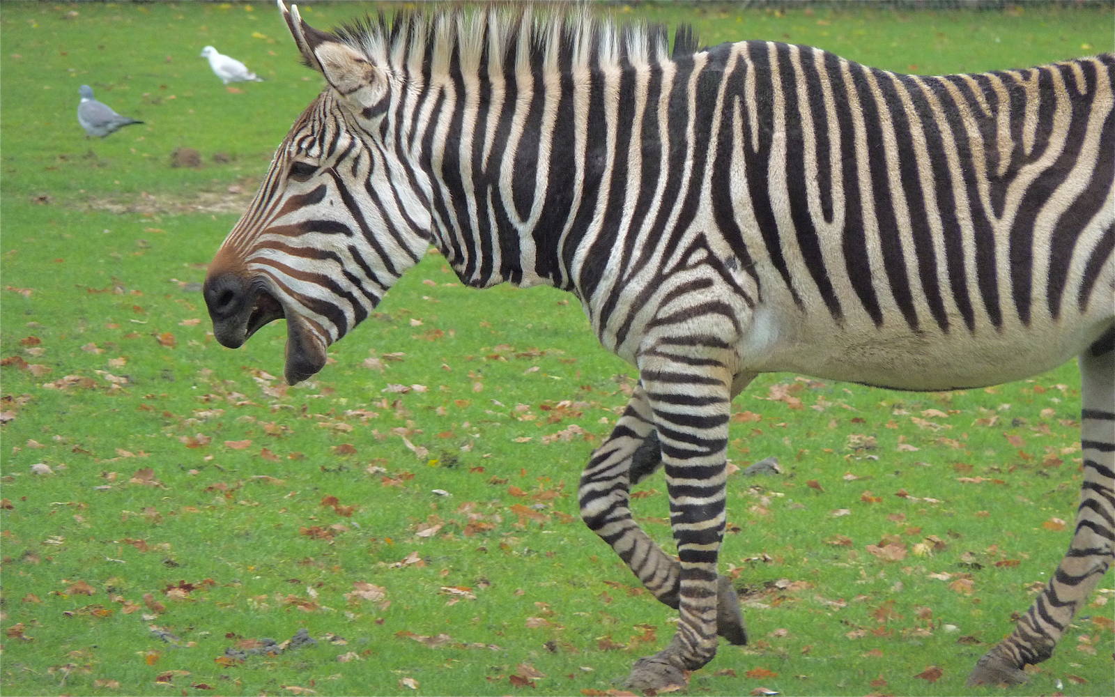Hartmanns Mountain Zebra
