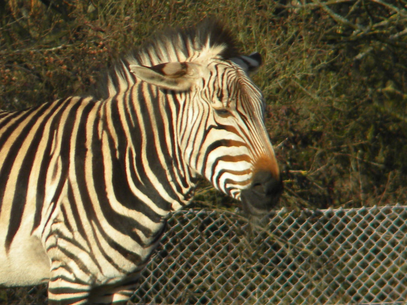 Hartmann's Mountain Zebra.