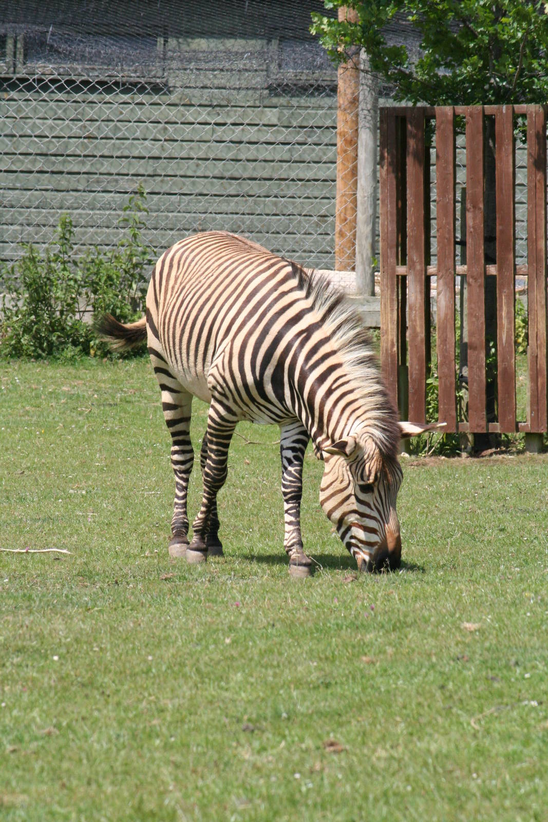 Hartmann's mountain zebra