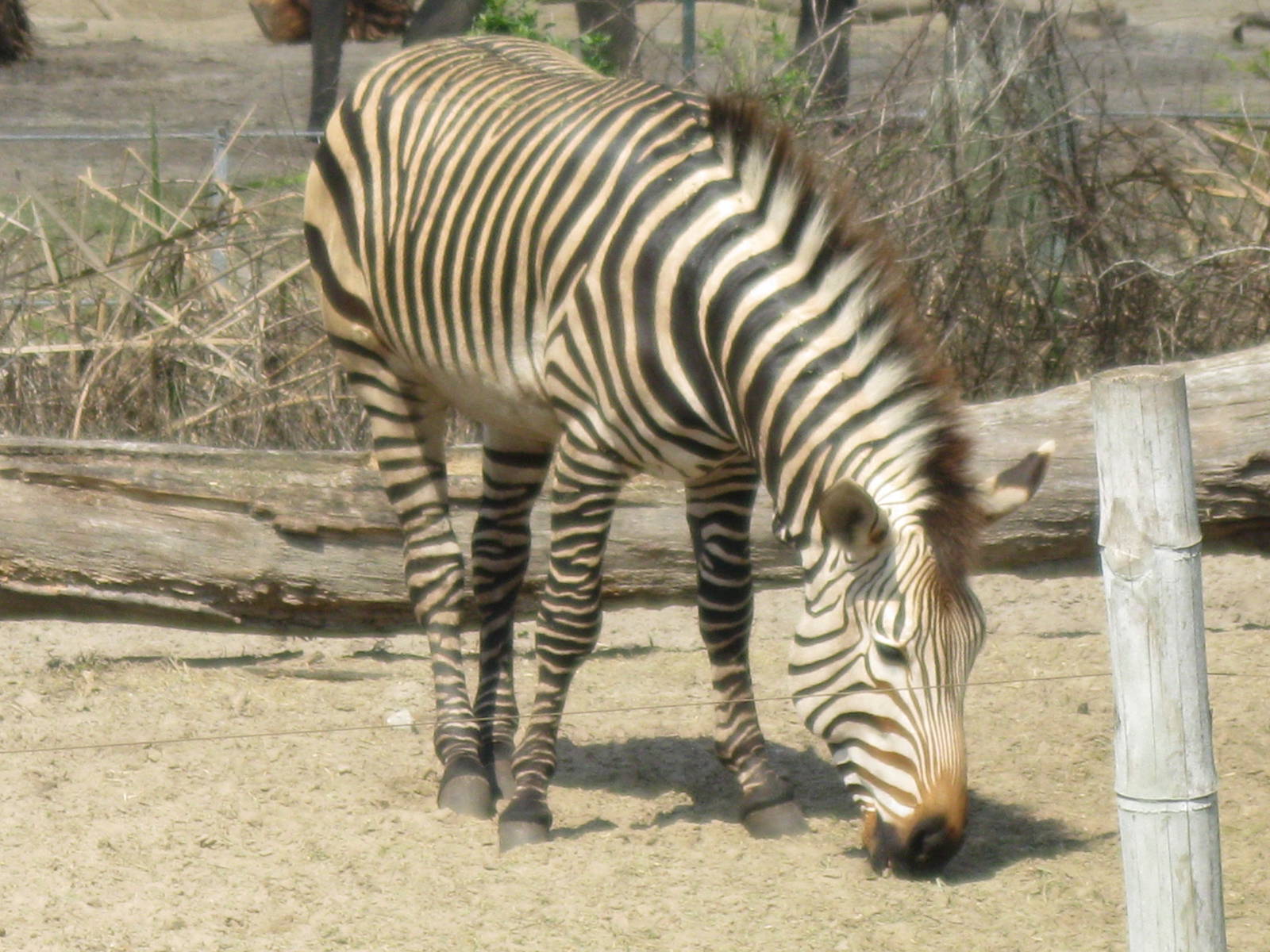 Hartmann's Mountain Zebra