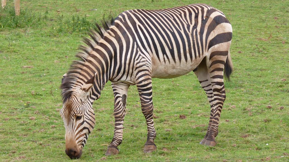 Hartmann's Mountain Zebra
