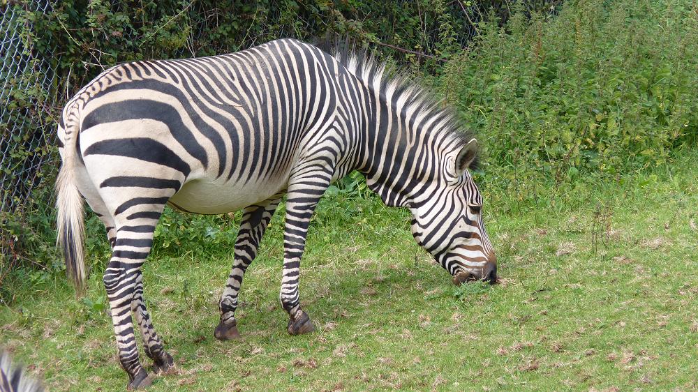 Hartmann's Mountain Zebra