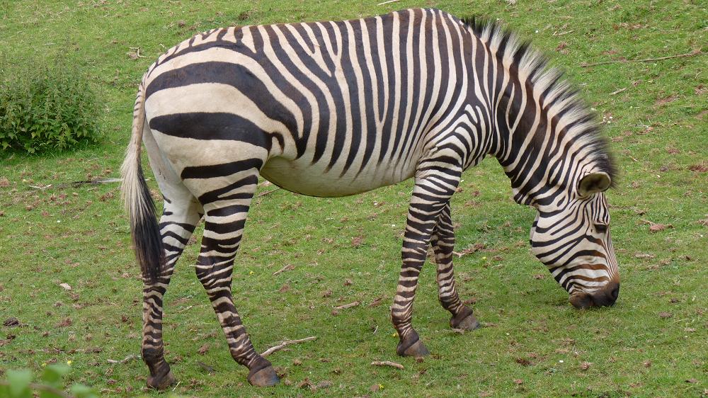 Hartmann's Mountain Zebra