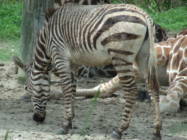 Hartmann's Mountain Zebra