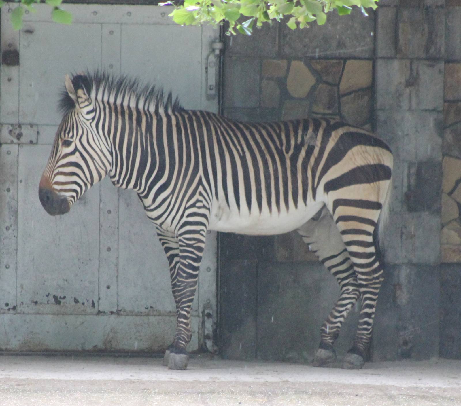 Hartmann's mountain zebra
