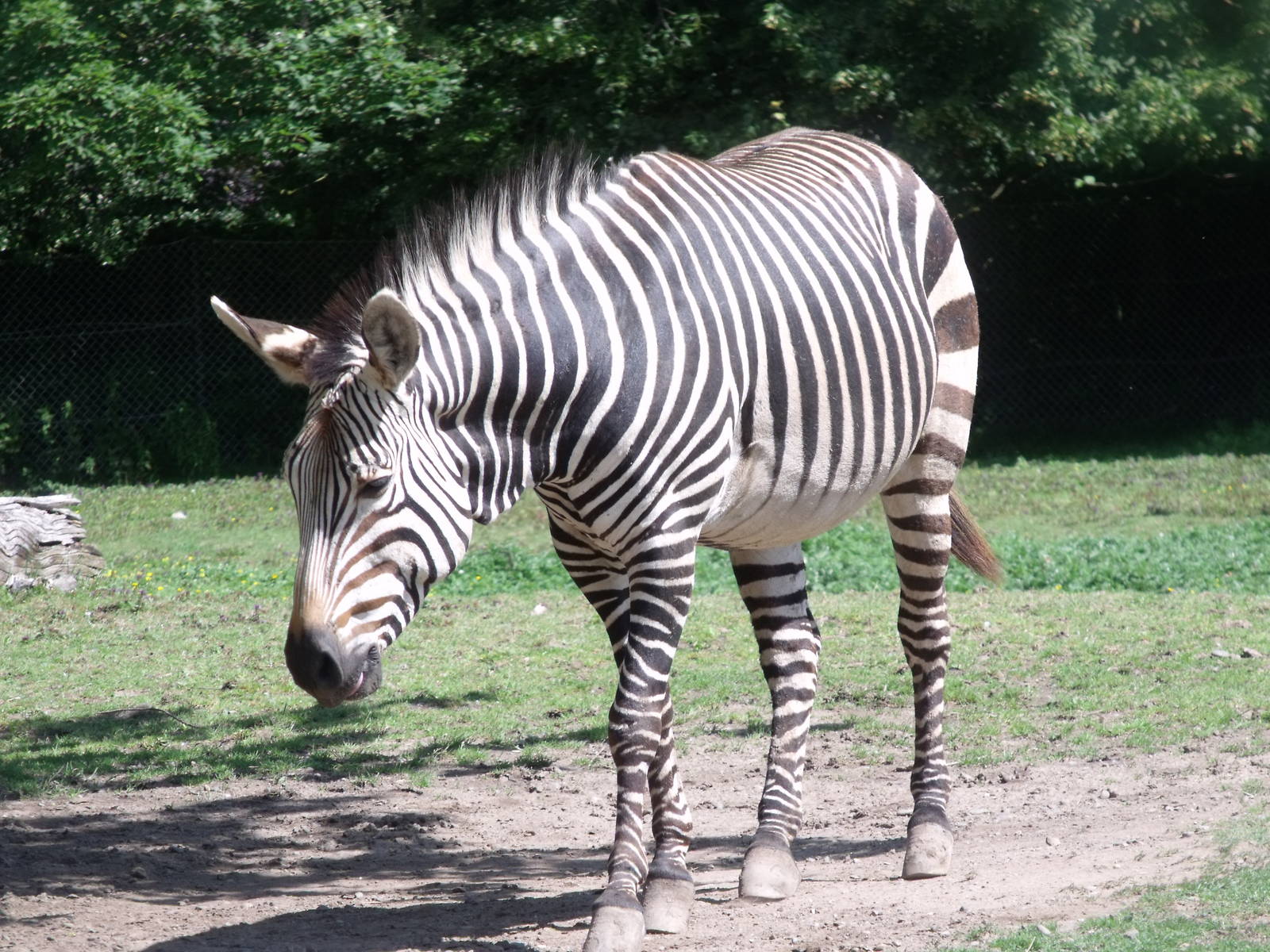 Hartmann's Mountain Zebra