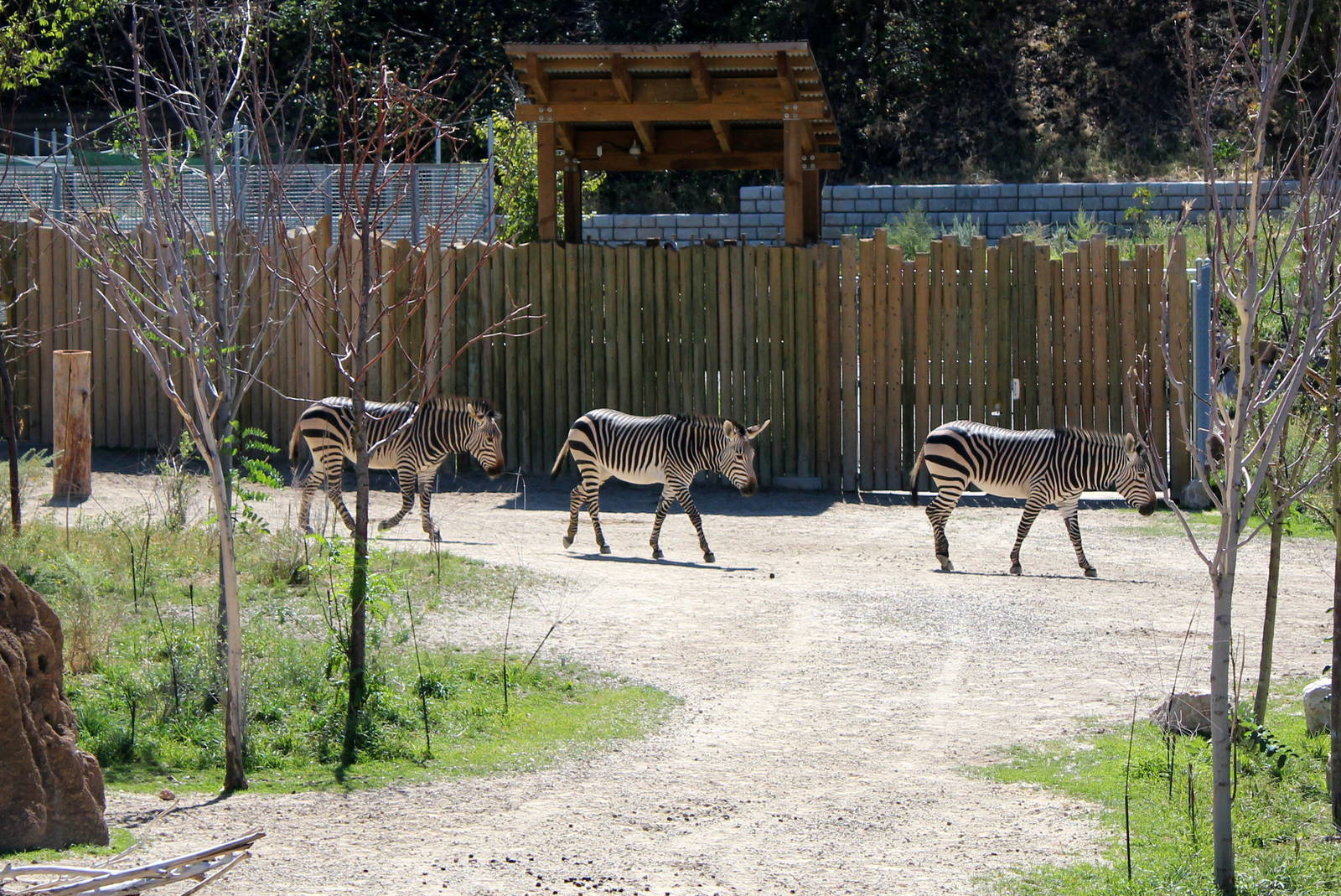 Hartmann's Mountain Zebra