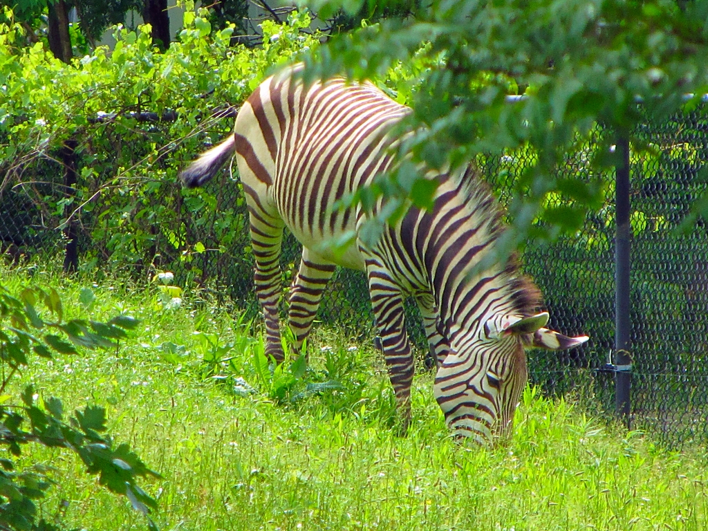 Hartmann's Mountain Zebra