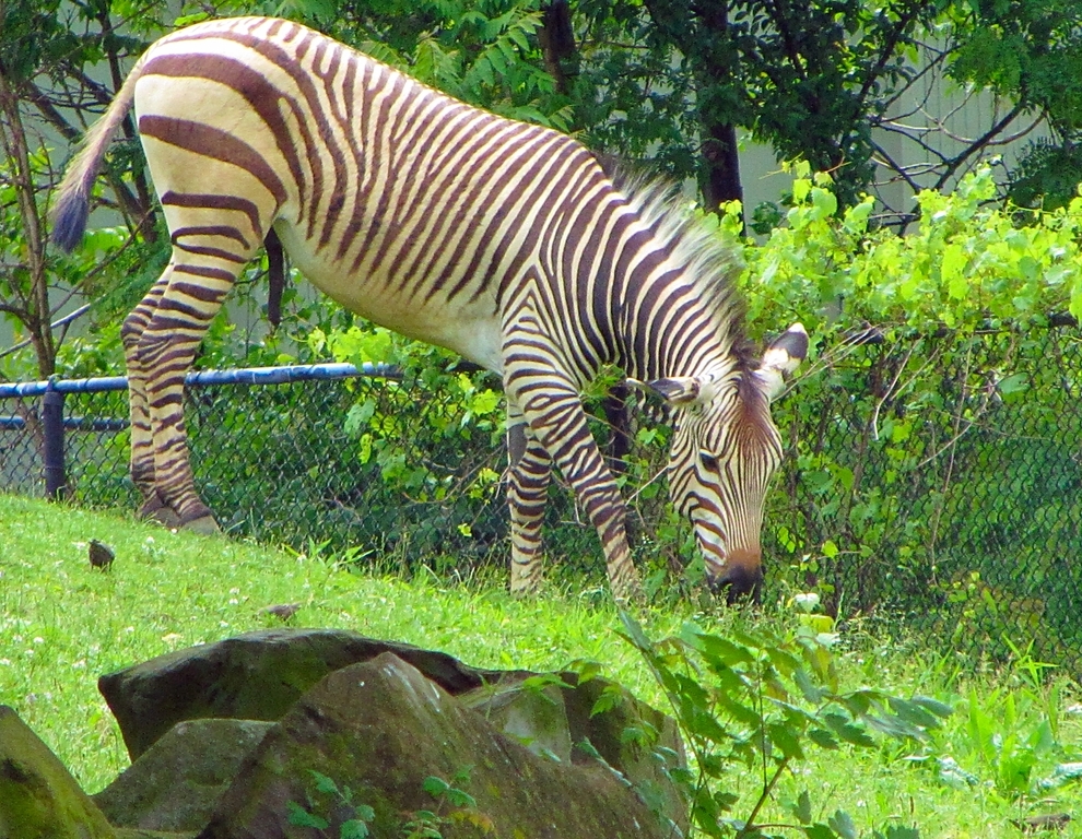 Hartmann's Mountain Zebra