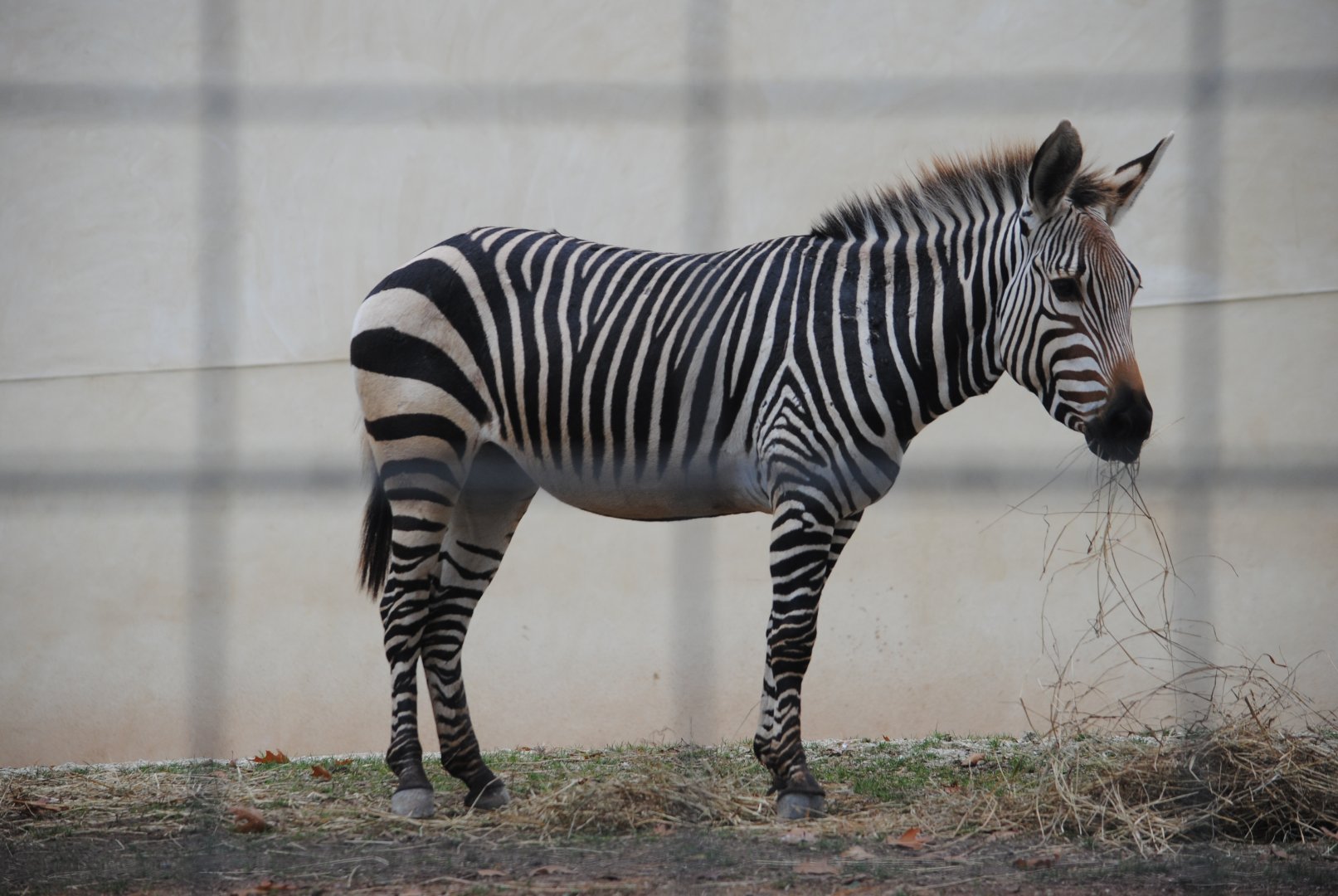 Hartmann's Mountain Zebra