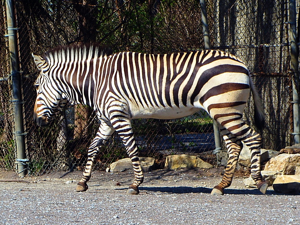 Hartmann's Mountain Zebra