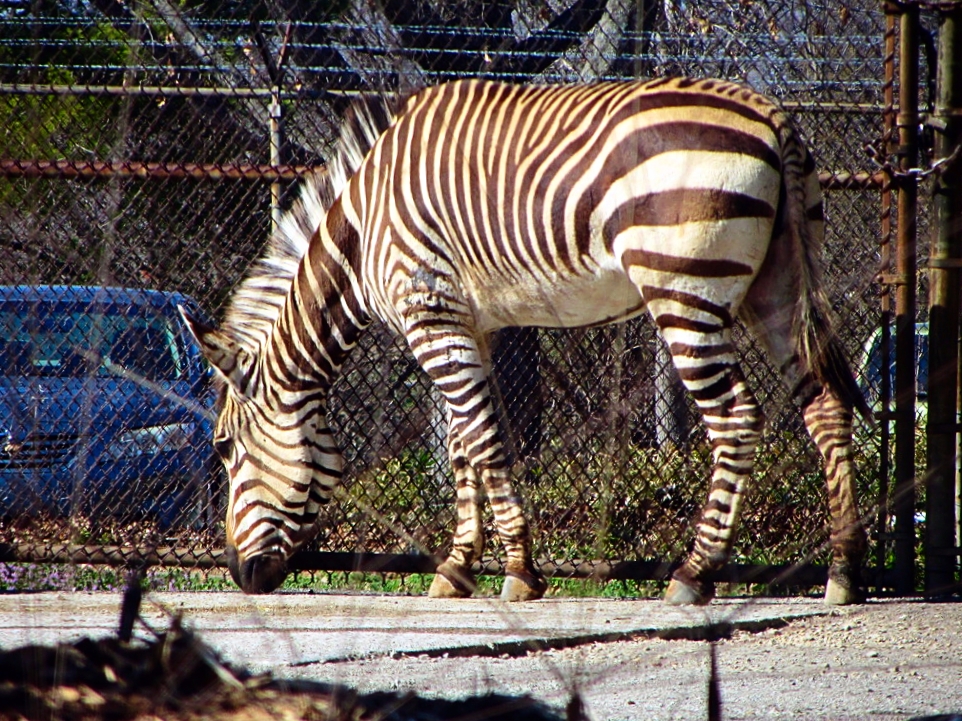 Hartmann's Mountain Zebra