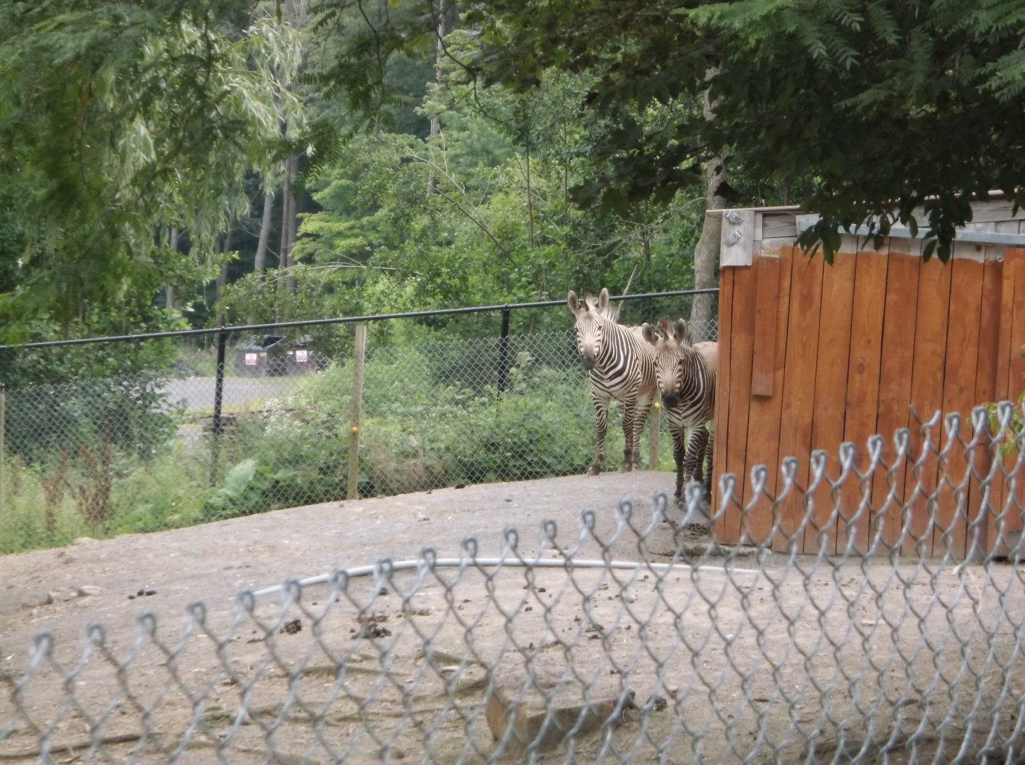 Hartmann's mountain zebra