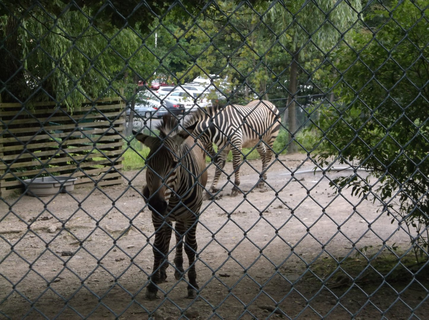 Hartmann's mountain zebra