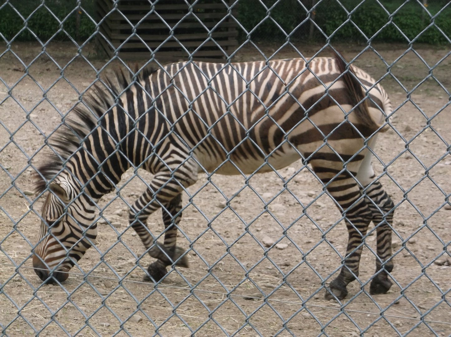 Hartmann's mountain zebra