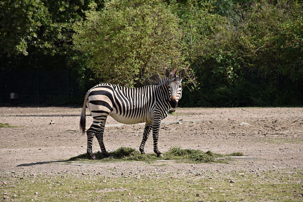 Hartmann's mountain zebra