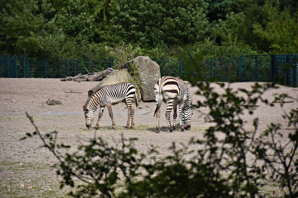 Hartmann's mountain zebra