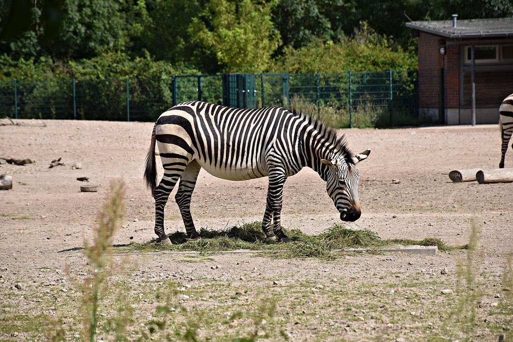 Hartmann's mountain zebra