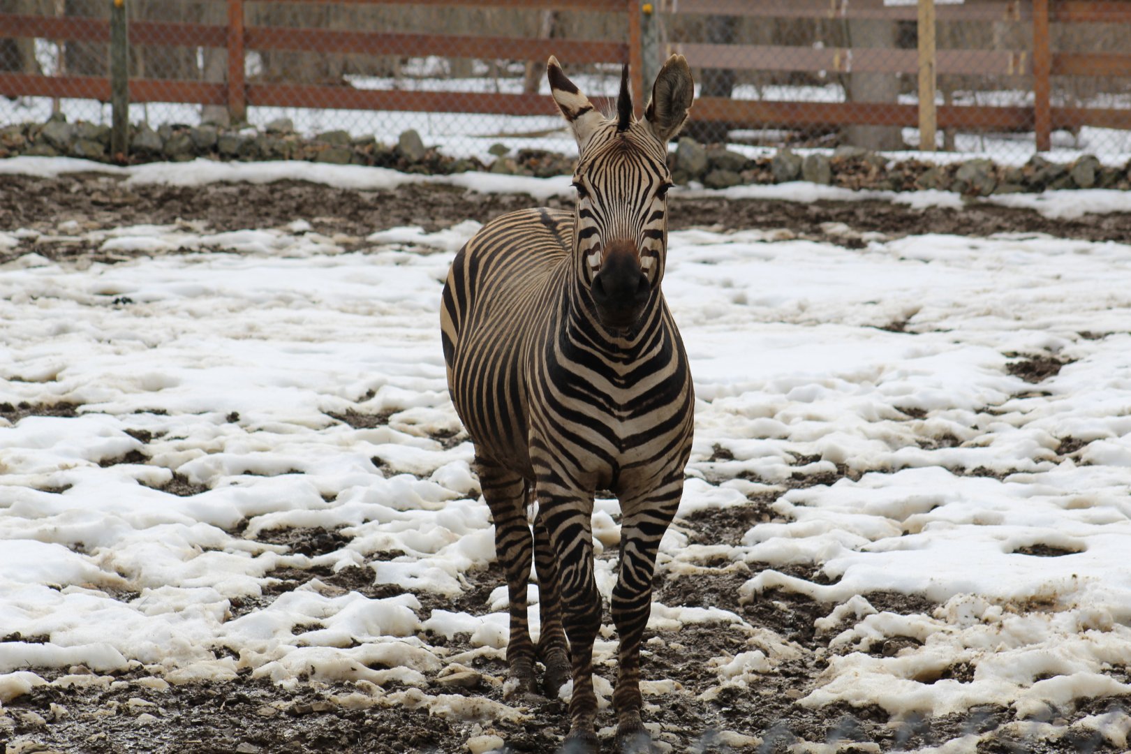 Hartmann's Mountain Zebra