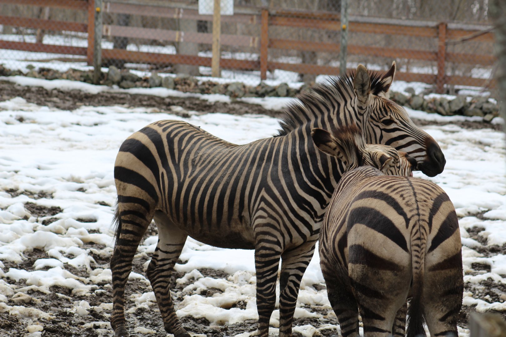 Hartmann's Mountain Zebra