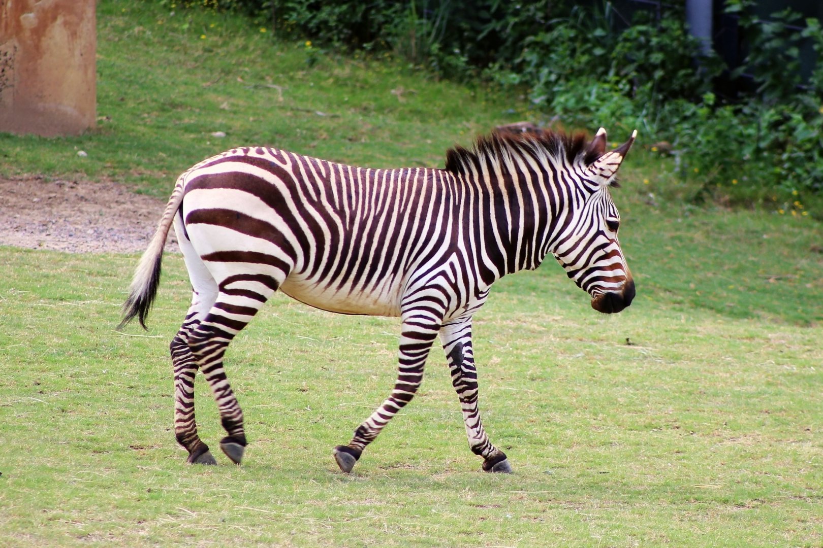 Hartmann's mountain zebra