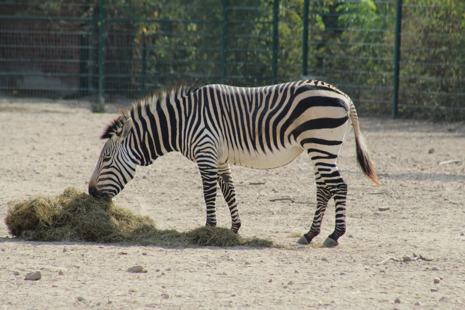 Hartmann's Mountain Zebra