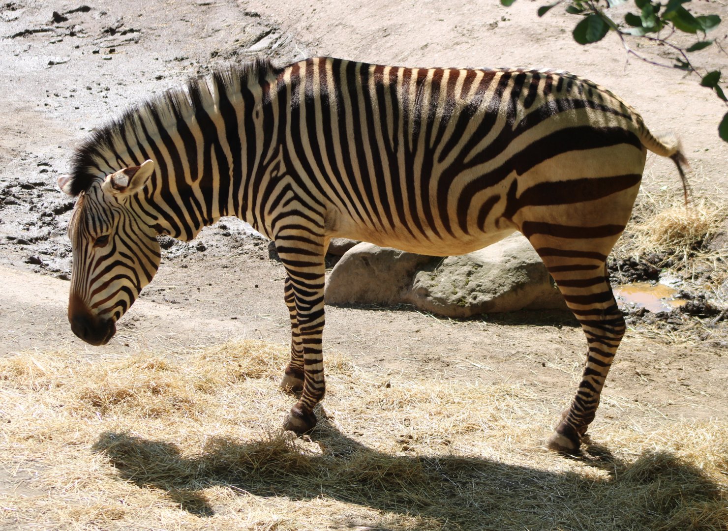 Hartmann's mountain zebra