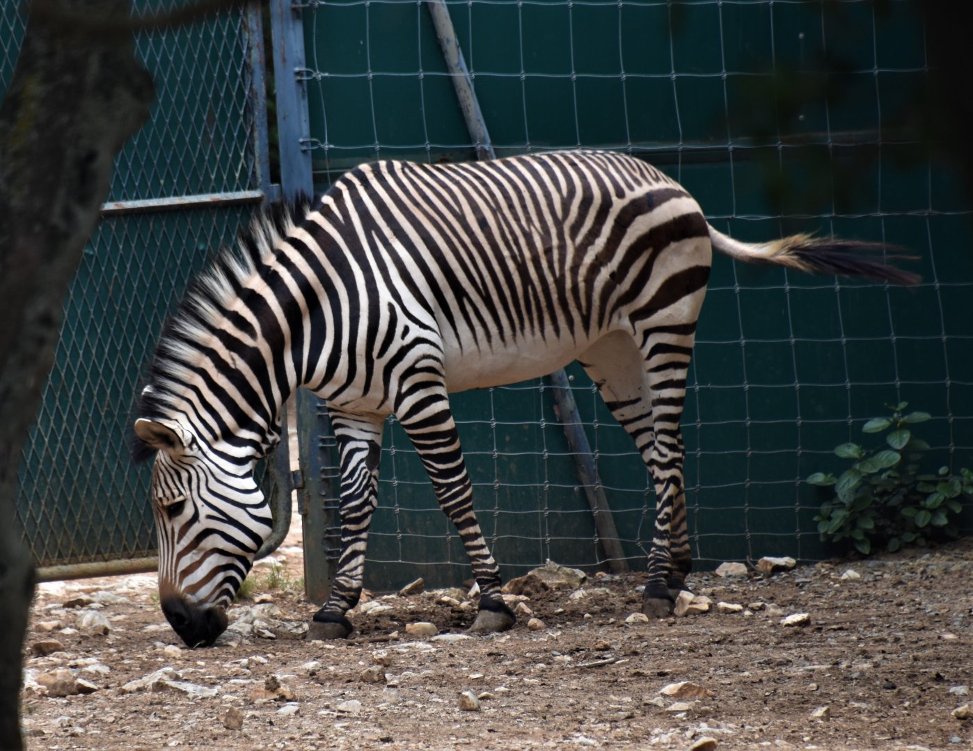 Hartmann's Mountain Zebra
