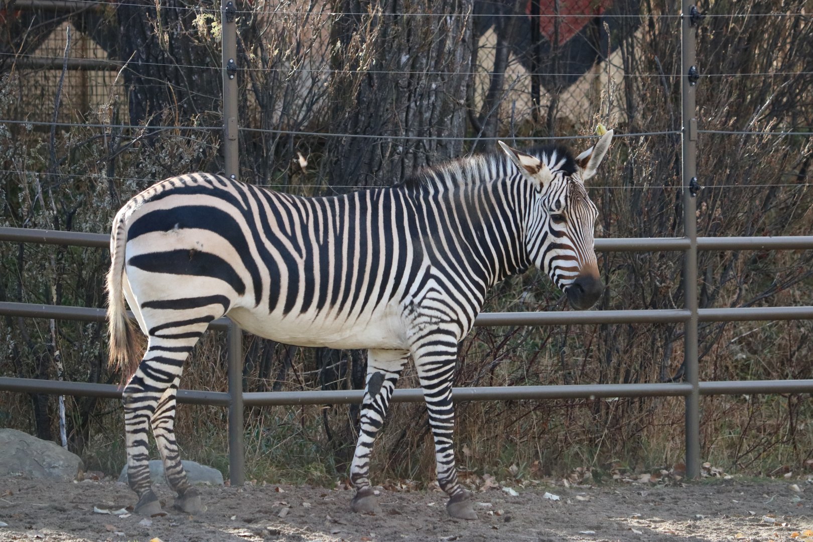Hartmann's Mountain Zebra