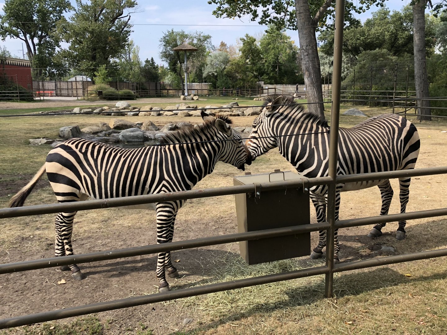 Hartmann’s Mountain Zebra