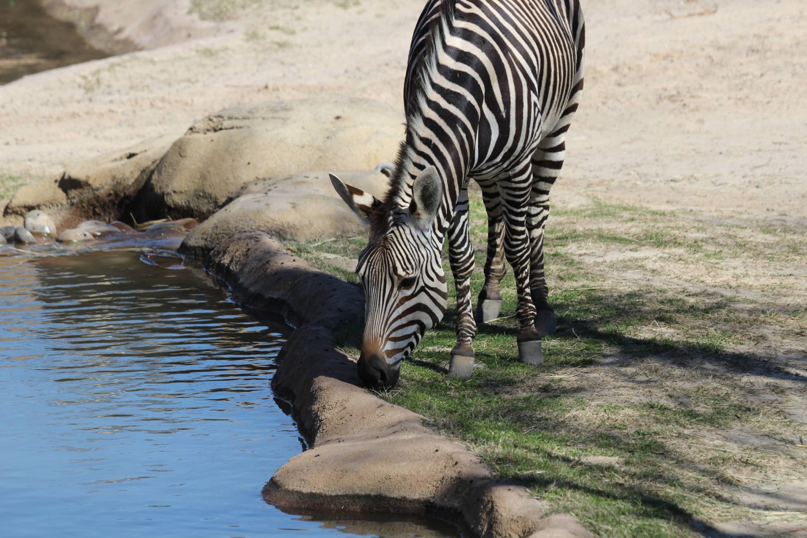 Hartmann's Mountain Zebra