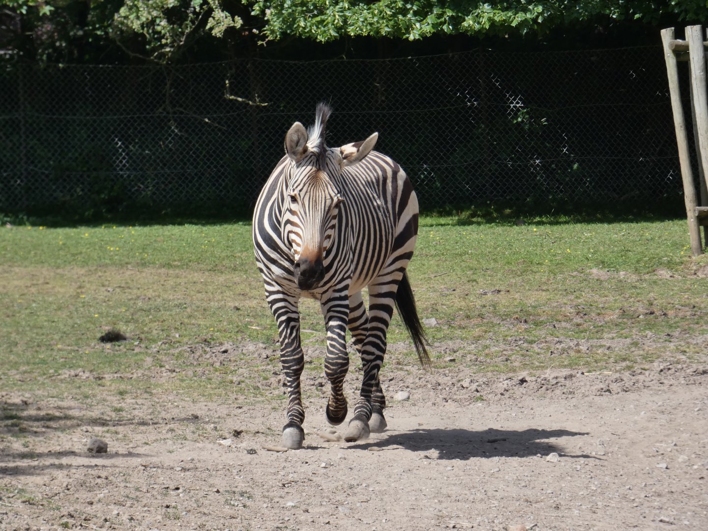 Hartmann's mountain zebra