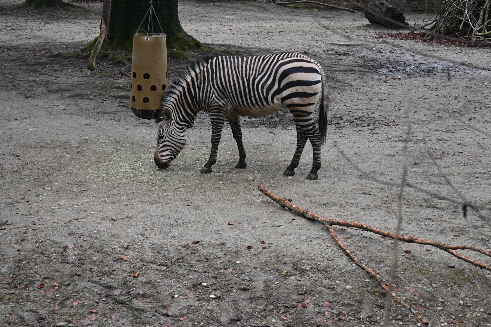 Hartmann's Mountain Zebra