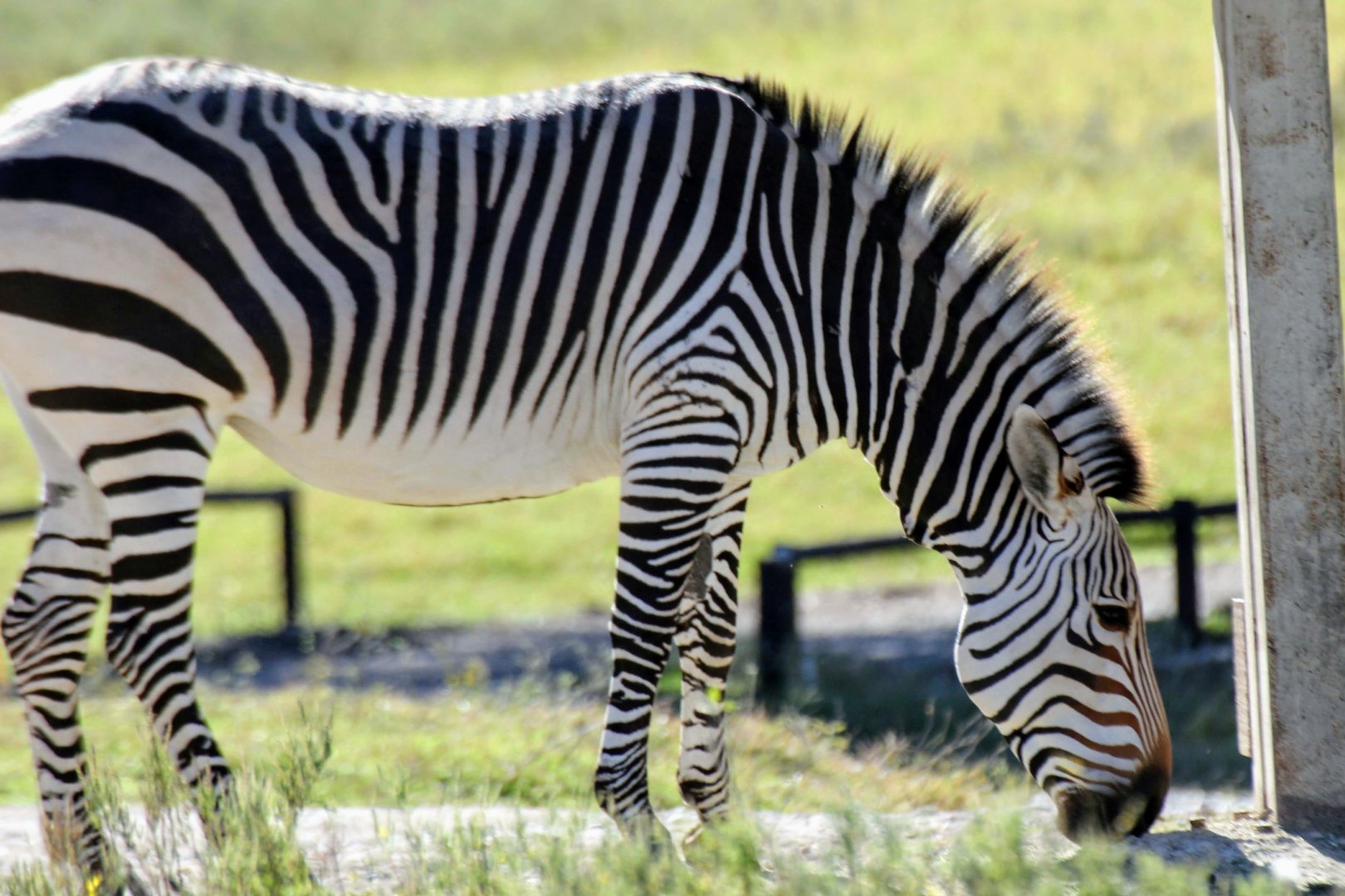 Hartmann's Mountain Zebra