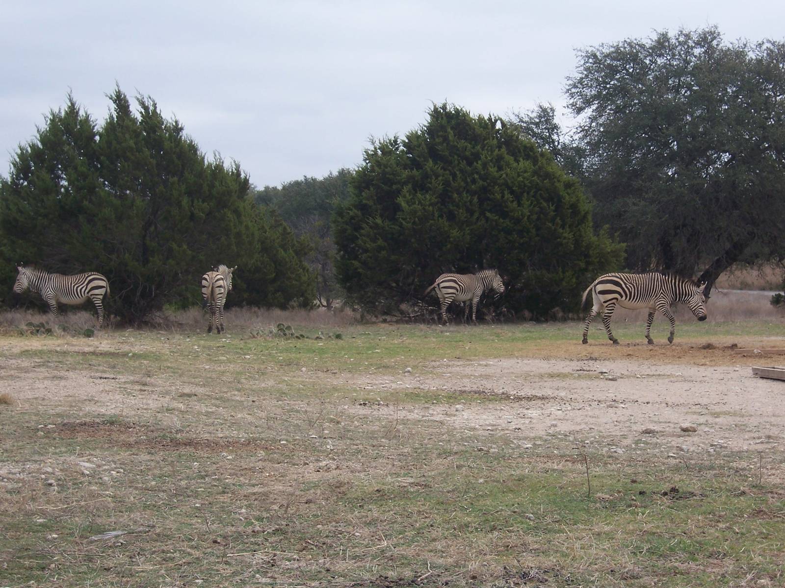 Hartmann's Mountain Zebra