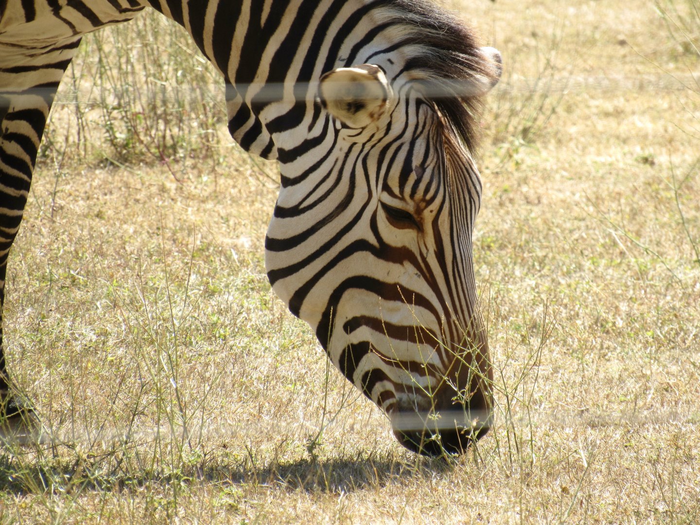 Hartmann’s Mountain Zebra