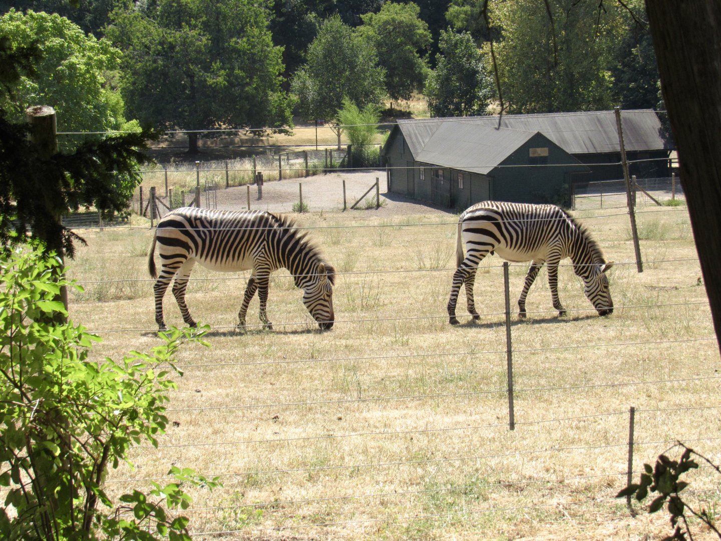Hartmann’s Mountain Zebra
