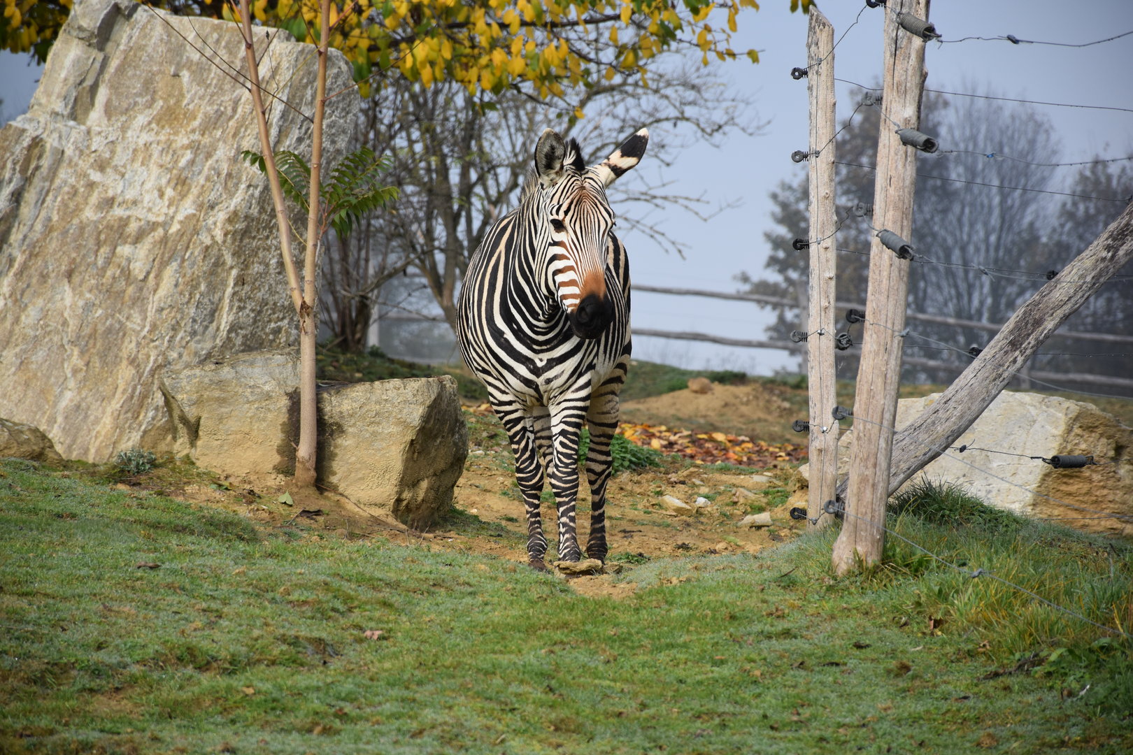 Hartmann's mountain zebra