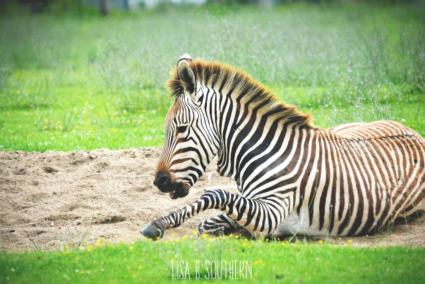 Hartmann's mountain zebra