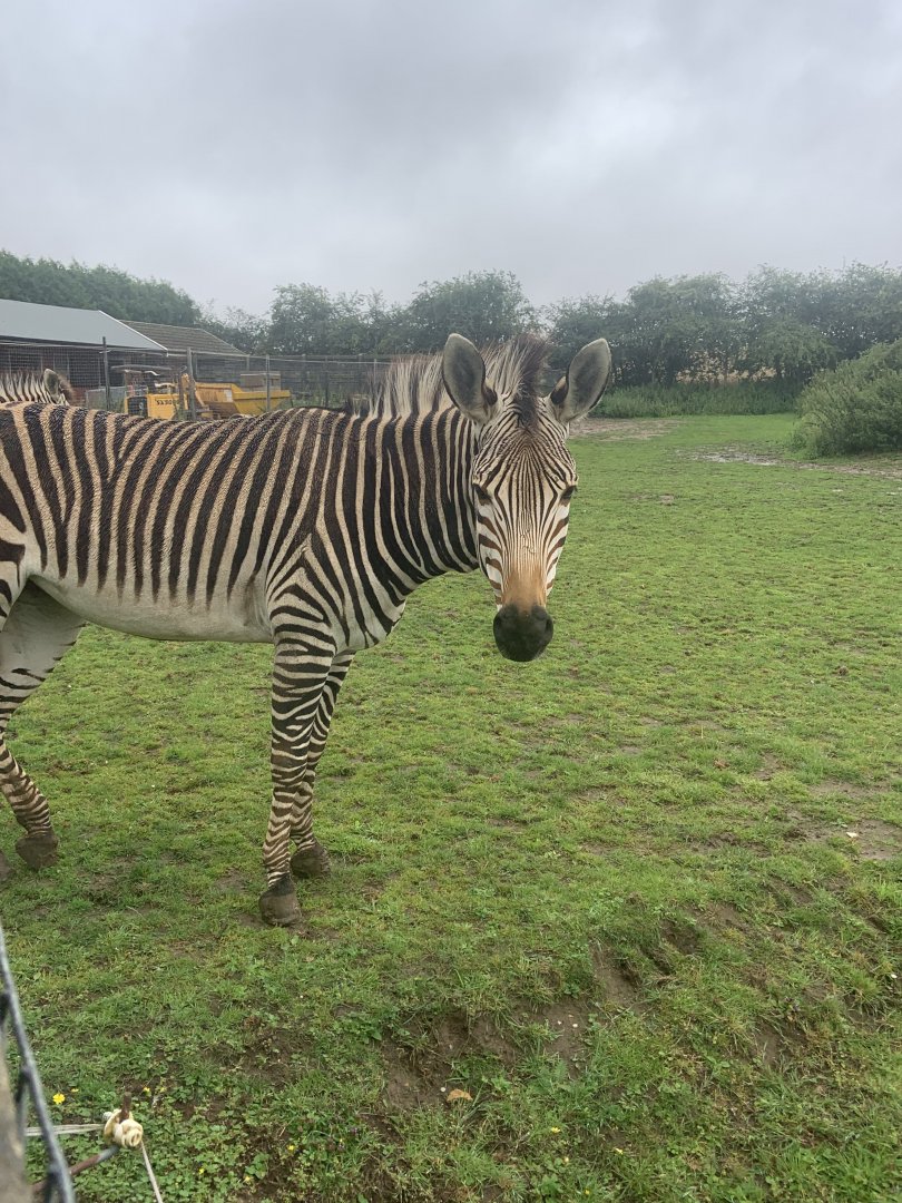 Hartmann's mountain zebra