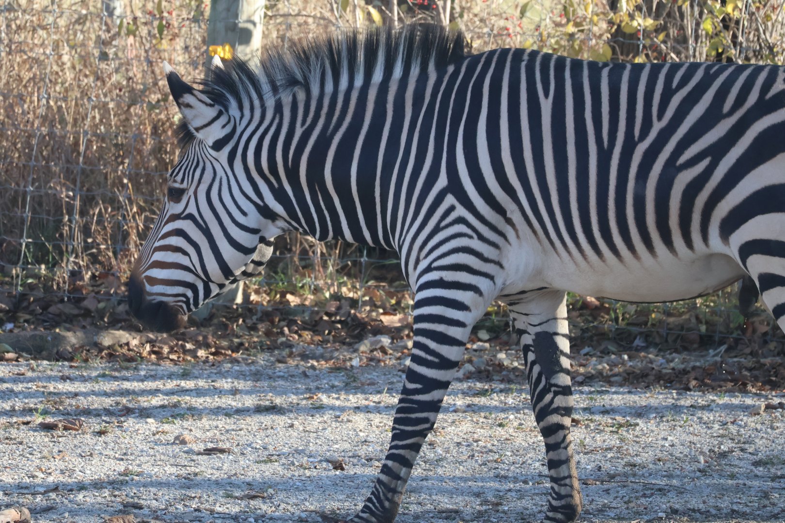 Hartmann's Mountain Zebra