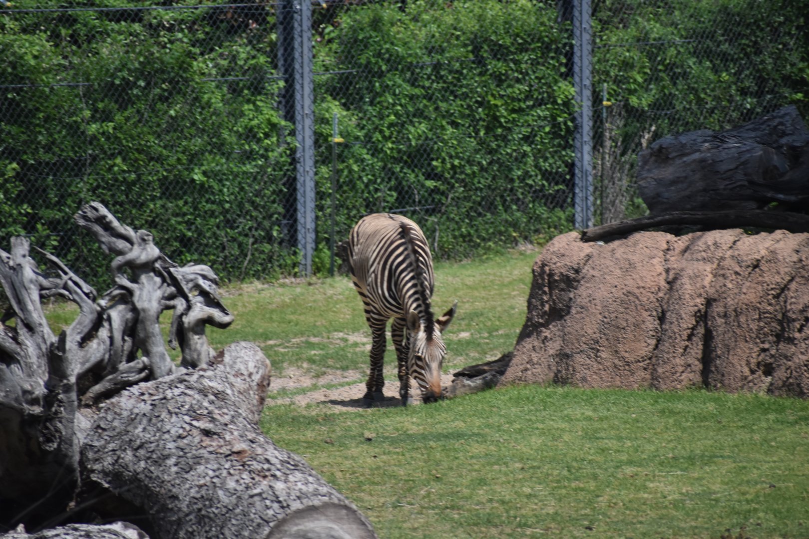 Hartmann's Mountain Zebra